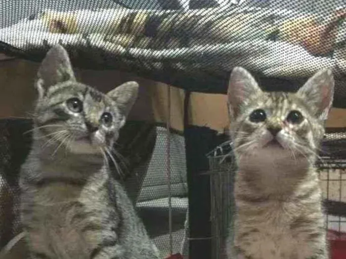 Gato ra a S.R.D. idade 2 a 6 meses nome Lady e Loki
