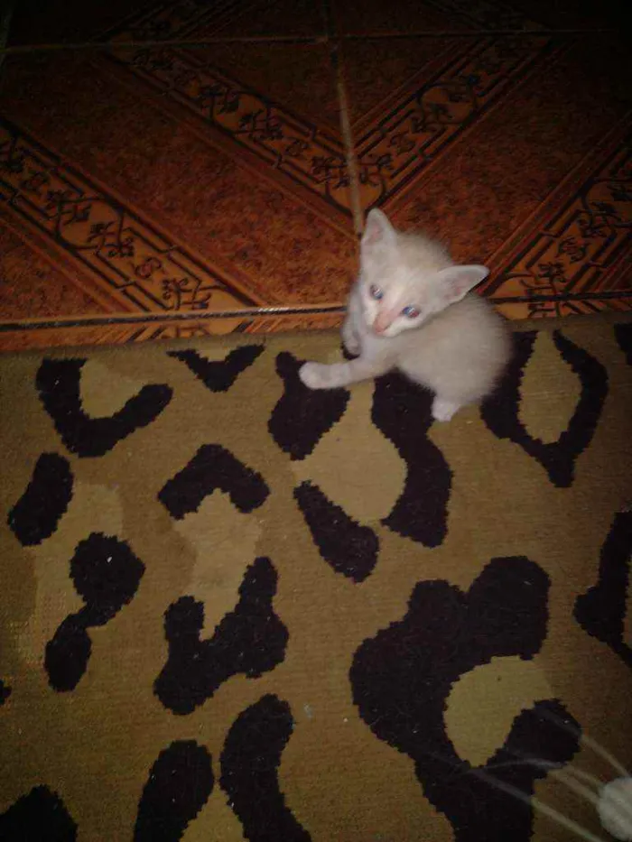 Gato raça Siamês miaturado idade 2 a 6 meses nome Nina