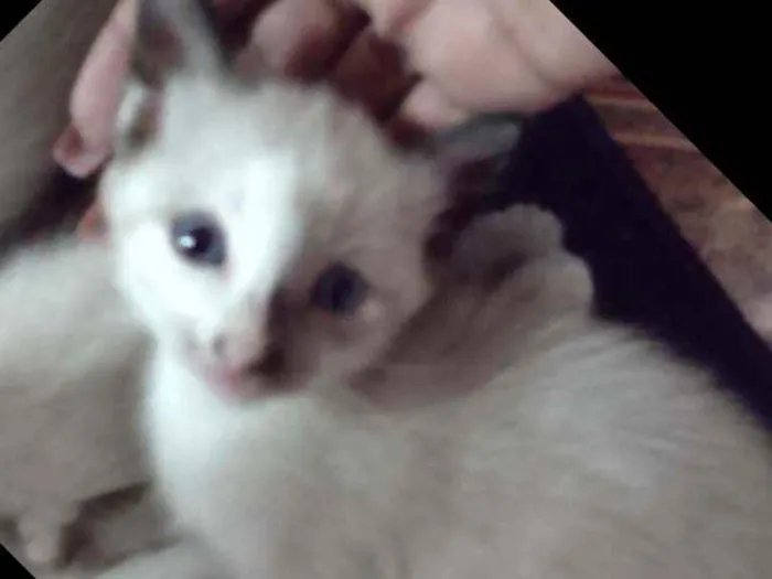 Gato raça Siamês miaturado idade 2 a 6 meses nome Nina