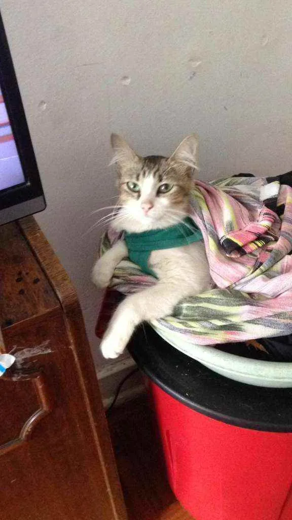 Gato raça Srd idade 1 ano nome Amora