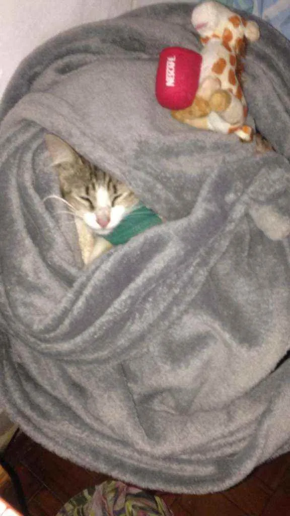 Gato raça Srd idade 1 ano nome Amora