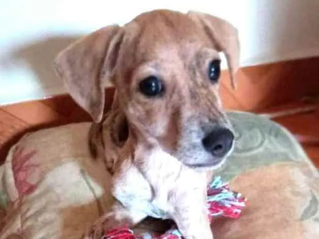 Cachorro raça  idade 2 a 6 meses nome Nalah (filhote)