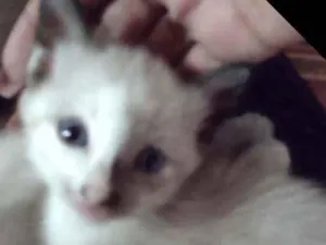 Gato raça Siamês miaturado idade 2 a 6 meses nome Nina