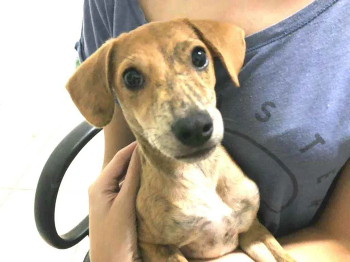 Cachorro raça  idade 2 a 6 meses nome Nalah (filhote)