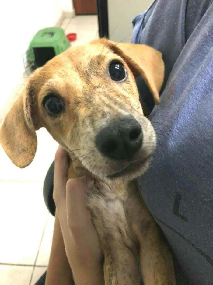 Cachorro raça  idade 2 a 6 meses nome Nalah (filhote)