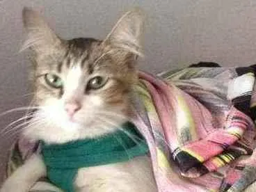 Gato raça Srd idade 1 ano nome Amora