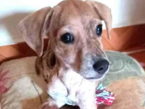 Cachorro raça  idade 2 a 6 meses nome Nalah (filhote)