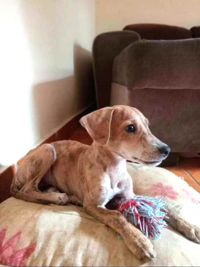 Cachorro raça  idade 2 a 6 meses nome Nalah (filhote)