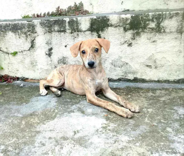 Cachorro raça  idade 2 a 6 meses nome Nalah (filhote)