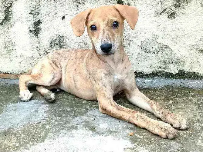 Cachorro raça  idade 2 a 6 meses nome Nalah (filhote)