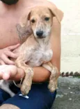 Cachorro raça  idade 2 a 6 meses nome Nalah (filhote)