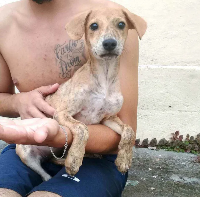 Cachorro raça  idade 2 a 6 meses nome Nalah (filhote)