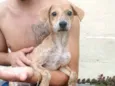 Cachorro raça  idade 2 a 6 meses nome Nalah (filhote)