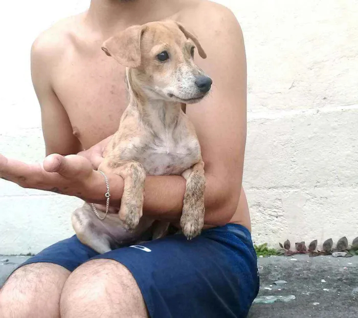 Cachorro raça  idade 2 a 6 meses nome Nalah (filhote)