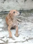 Cachorro raça  idade 2 a 6 meses nome Nalah (filhote)