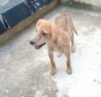 Cachorro raça  idade 2 a 6 meses nome Nalah (filhote)