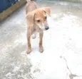 Cachorro raça  idade 2 a 6 meses nome Nalah (filhote)
