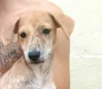 Cachorro raça  idade 2 a 6 meses nome Nalah (filhote)