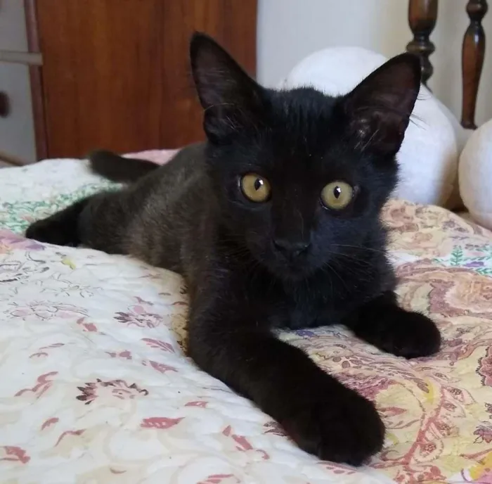 Gato raça SRD-ViraLata idade 2 a 6 meses nome sem nome