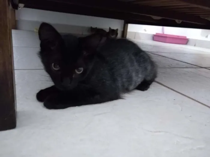 Gato raça SRD-ViraLata idade 2 a 6 meses nome sem nome