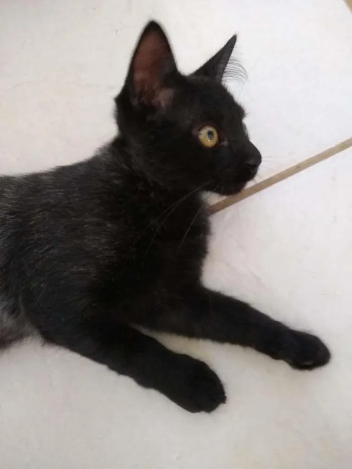 Gato raça SRD-ViraLata idade 2 a 6 meses nome sem nome