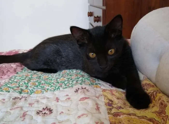 Gato raça SRD-ViraLata idade 2 a 6 meses nome sem nome