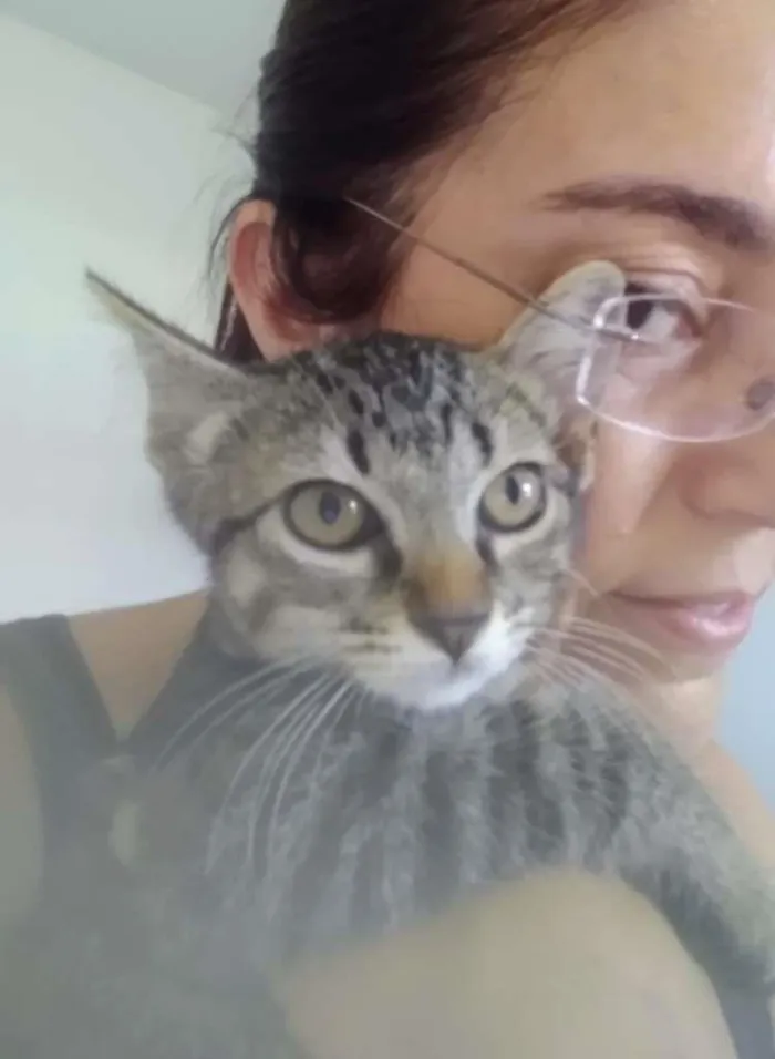 Gato raça SRD-ViraLata idade 2 a 6 meses nome sem nome