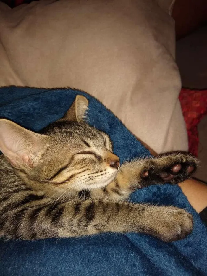 Gato raça SRD-ViraLata idade 2 a 6 meses nome sem nome