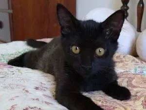 Gato raça SRD-ViraLata idade 2 a 6 meses nome sem nome