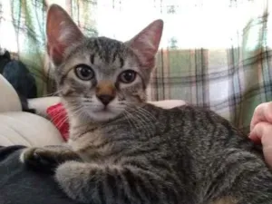 Gato raça SRD-ViraLata idade 2 a 6 meses nome sem nome