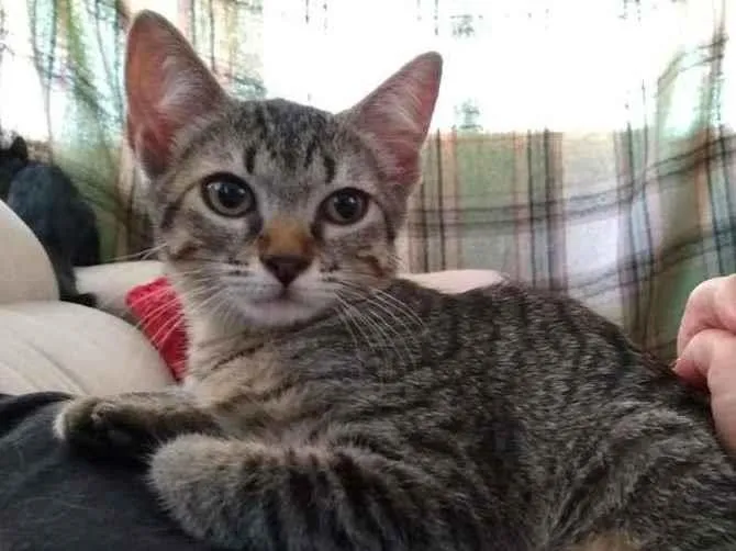 Gato raça SRD-ViraLata idade 2 a 6 meses nome sem nome