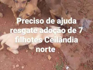 Cachorro raça Srd idade Abaixo de 2 meses nome Eles ainda não tem n