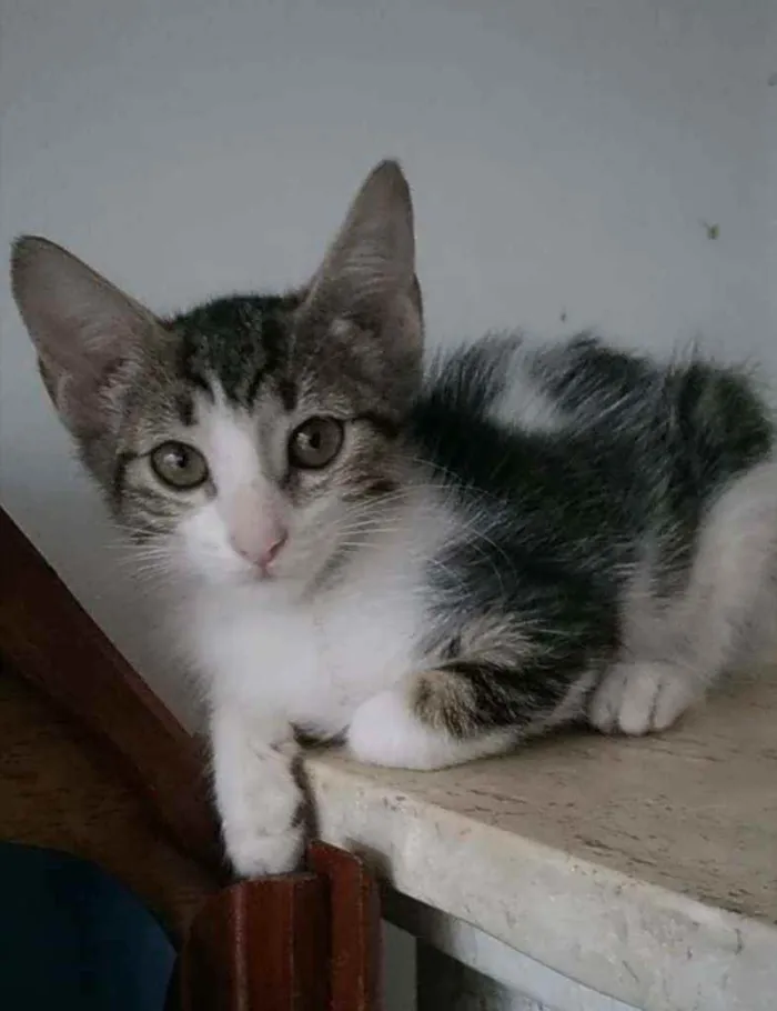 Gato ra a Srd idade 2 a 6 meses nome Eva