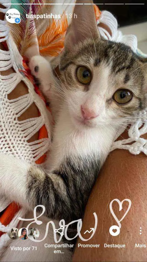 Gato ra a Srd idade 2 a 6 meses nome Eva