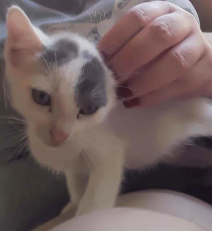 Gato ra a Srd idade Abaixo de 2 meses nome Apelido Hypnos