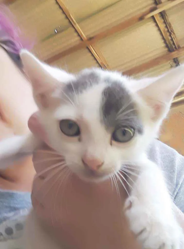 Gato ra a Srd idade Abaixo de 2 meses nome Apelido Hypnos