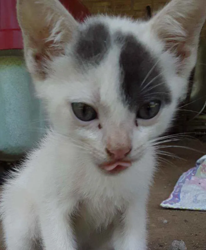 Gato ra a Srd idade Abaixo de 2 meses nome Apelido Hypnos