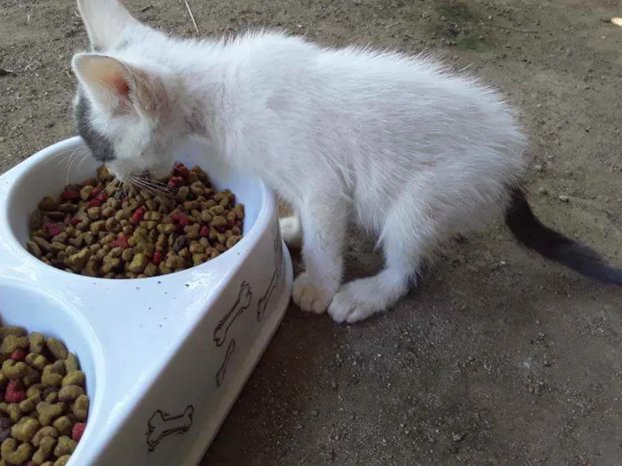 Gato ra a Srd idade Abaixo de 2 meses nome Apelido Hypnos