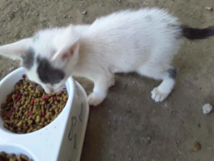 Gato ra a Srd idade Abaixo de 2 meses nome Apelido Hypnos