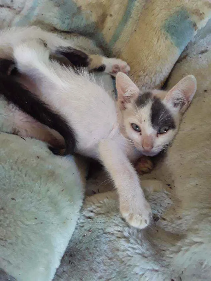 Gato ra a Srd idade Abaixo de 2 meses nome Apelido Hypnos