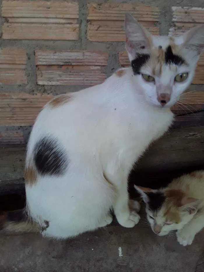 Gato ra a Srd idade 1 ano nome Apelido Hera