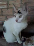 Apelido Hera