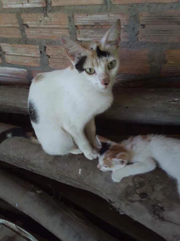Gato ra a Srd idade 1 ano nome Apelido Hera
