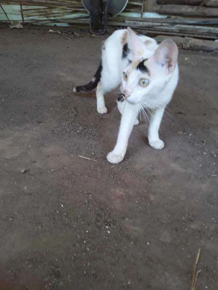 Gato ra a Srd idade 1 ano nome Apelido Hera