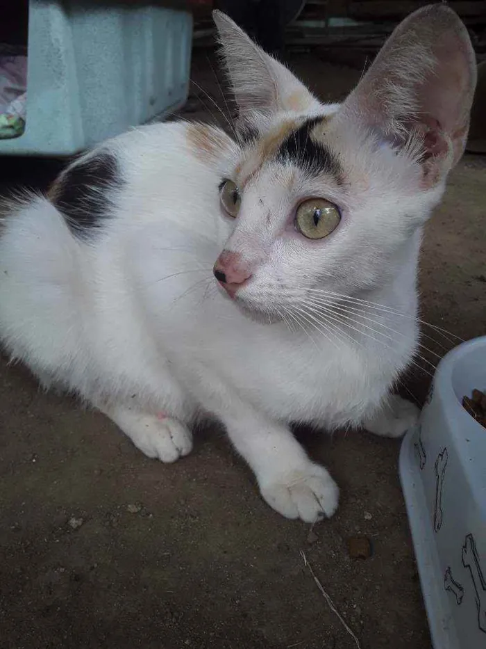Gato ra a Srd idade 1 ano nome Apelido Hera