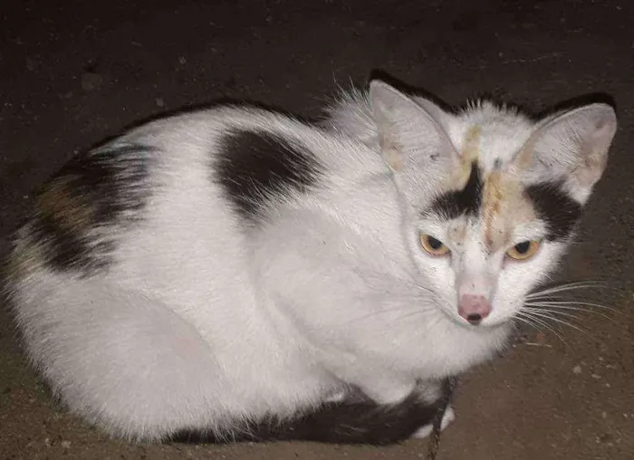 Gato ra a Srd idade 1 ano nome Apelido Hera