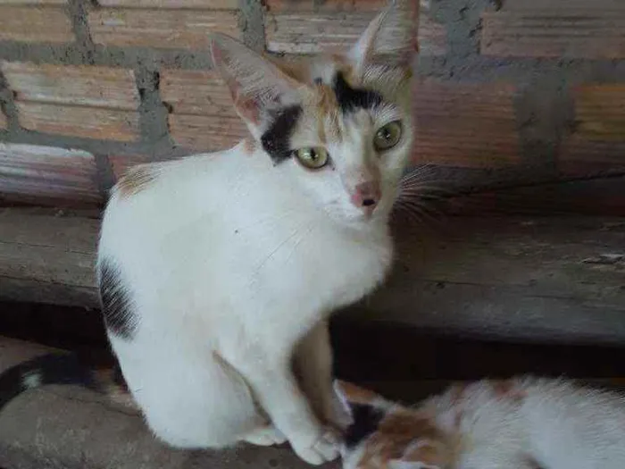 Gato ra a Srd idade 1 ano nome Apelido Hera