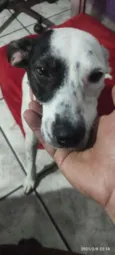 Cachorra perdida