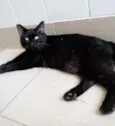 Gato raça Vira lata  idade 1 ano nome Lee