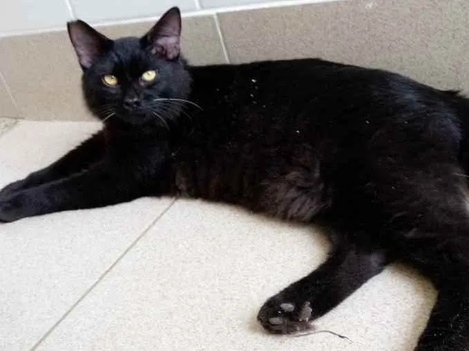 Gato raça Vira lata  idade 1 ano nome Lee